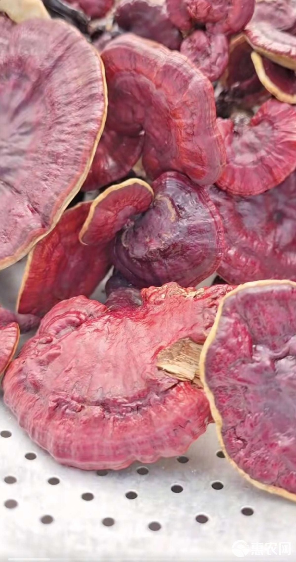 深山觅仙草 灵芝的珍稀与纯粹