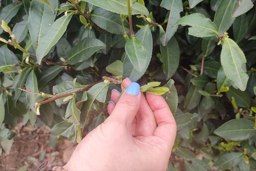 农产品中的“茅台”跌落神坛 从万元神话到行情魔幻的警示