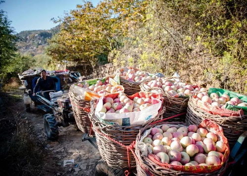 再见2018，你好2019 小编祝大家元旦快乐，共绘初级农产品新篇章